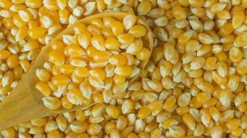 corn seeds close up background image. photo
