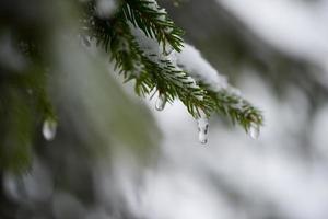 pino de hoja perenne de navidad cubierto de nieve fresca foto