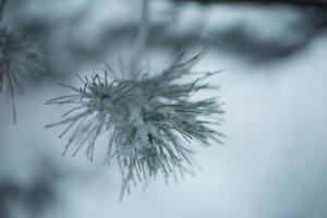 pino de hoja perenne de navidad cubierto de nieve fresca foto