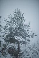 pino de hoja perenne de navidad cubierto de nieve fresca foto