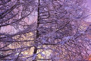 ramas de árboles cubiertas de nieve fresca foto