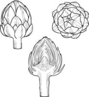 Artichoke Engraving sketch style hand drawn vector illustration. Organic vegetarian product. isolated on white background.