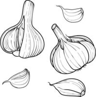 Hand drawn vector illustration garlic . Set head and clove of garlic. isolated on a white background.  sketch of food