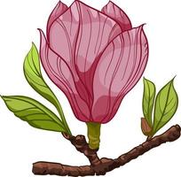 Bouquet of Magnolia flower, branch with pink flower and leaves illustrations. Composition with flowers. Floral bouquet vector