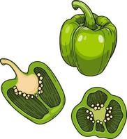 Sweet Paprika pepper, Whole and halved green bell pepper , Vector hand drawn illustration.