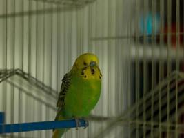 green bird in cage photo