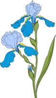 blue iris, flower branch with buds ink art, floral botanical vector illustration. hand drawn irises illustration element on white background.