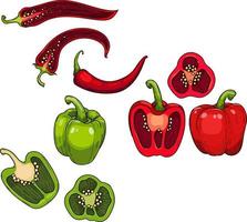 Sweet Paprika pepper, Chili pepper. Whole and halved green and red bell pepper , Vector hand drawn illustration.