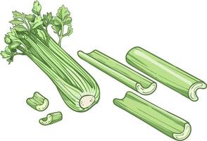 Celery vector illustration. Engraving vegatable. Celery isolated. Detailed vegetarian food. Farm market product