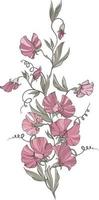 A bouquet of sweet peas with pink flowers on a white background, flowers, bouquets and leaves. Vector illustration