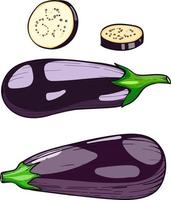 eggplant vegetable, vector hand drawn illustration Hand drawn sketch