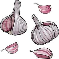 Hand drawn vector illustration garlic . Set head and clove of garlic. isolated on a white background. Colorful sketch of food