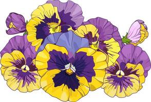 flower arrangement of pansies isolated on a white background. bouquets viola, yellow and purple flowers green leaves. Vector illustration