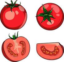 Hand-drawn colorful red tomato. A set of sketches with sliced tomatoes, a slice of tomatoes. The vector illustration is isolated on a white background.