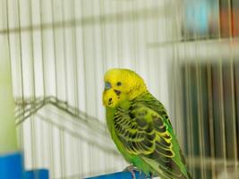 green bird in cage photo