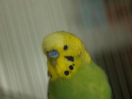 green bird in cage photo