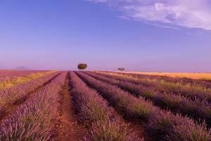 purple lavender flowers field with lonely tree photo