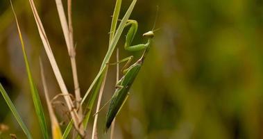 Cerca de la mantis europea o mantis religiosa en la hierba foto