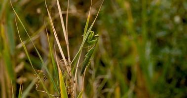 Close up of European mantis or Mantis religiosa in the grass photo