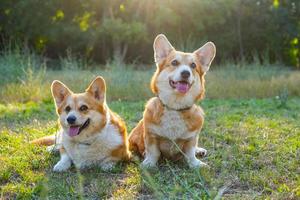 dos lindos corgis posando en el parque foto