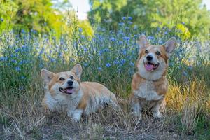 dos lindos corgis posando en el parque foto