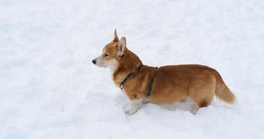 Funny corgi dog in the snow photo