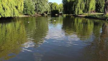 Vista al lago y aves acuáticas en el parque público local de Inglaterra Gran Bretaña Reino Unido video