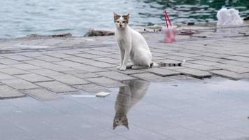gato de rua branco e malhado está sentado do lado de fora e seu reflexo é incrível