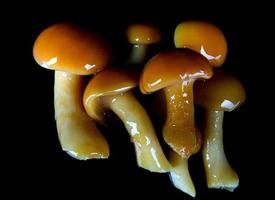 Tasty pickled mushrooms on dark background.. Pickled honey fungus. photo