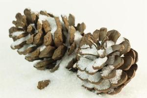 Pine cones on snow image background. photo