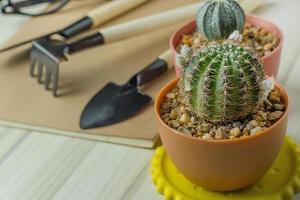 The cactus on white wood table flat lay image close up . photo