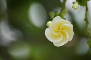 Close-up shot of flower front garden and backyard outdoor in the house area background and texture. photo