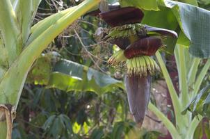 Young Banana blossom in nature. Fruits and use them in cooking. photo