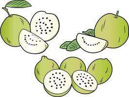 vector illustration of colorful guava doodle in three different shape half and full guava.