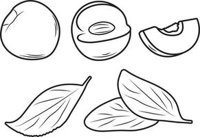 Nactarine, Peach or Apricoat in three shapes with leaves. vector illustration