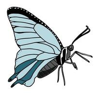 Ilustración de vector de imágenes prediseñadas de mariposa morfo azul sobre fondo blanco para diseños de moda y carteles.