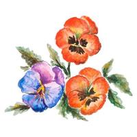 Vector Illustration of Watercolor Flower Viola Tricolor.