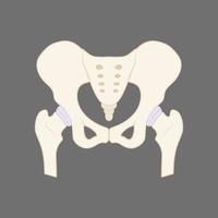 Illustration of the human pelvis bone vector