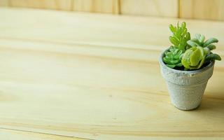 small tree and white plant on wood table for background content. photo