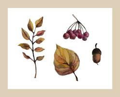 Watercolor set with acorn and leaves. vector