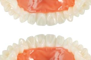 tooth model on white  isolated background. photo