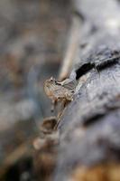 Bracket Fungi on Wood photo