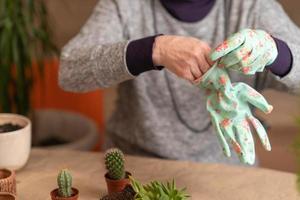 female hands in gloves hold a blue watering can and water a newly transplanted succulent photo