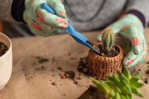 female hands in gloves hold a blue watering can and water a newly transplanted succulent photo