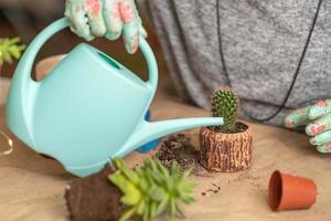female hands in gloves hold a blue watering can and water a newly transplanted succulent photo