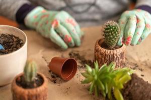 female hands in gloves hold a blue watering can and water a newly transplanted succulent photo