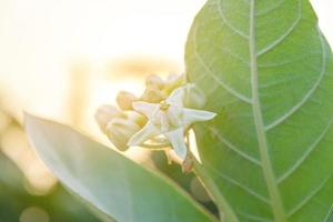 Calotropis giantea or Crown flower white green leaves photo