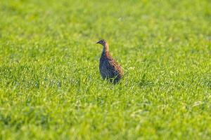 a young pheasant chicken in a meadow photo