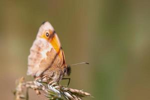 una mariposa marrón se sienta en un tallo en un prado foto