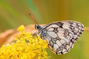 one Marbled White is sitting on a flower in a meadow photo